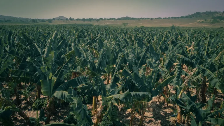 How Much Water Does Cavendish Banana Plant Need?