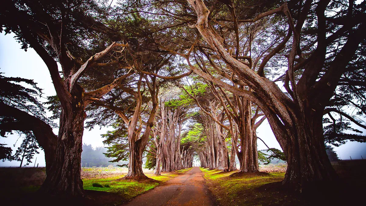 Monterey Cypress
