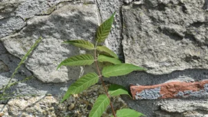 Why Does My Split Rock Plant Have Brown Spots?