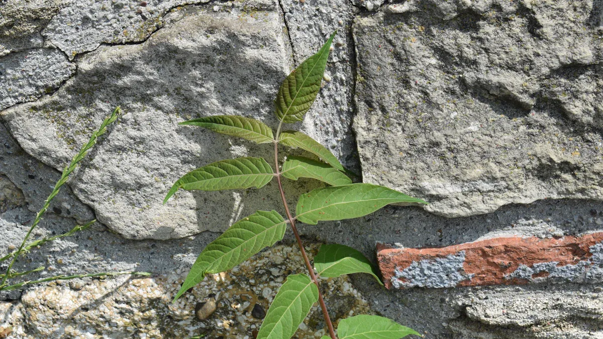 Why Does My Split Rock Plant Have Brown Spots?