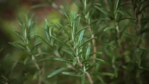 The Best Companion Plants for Rosemary