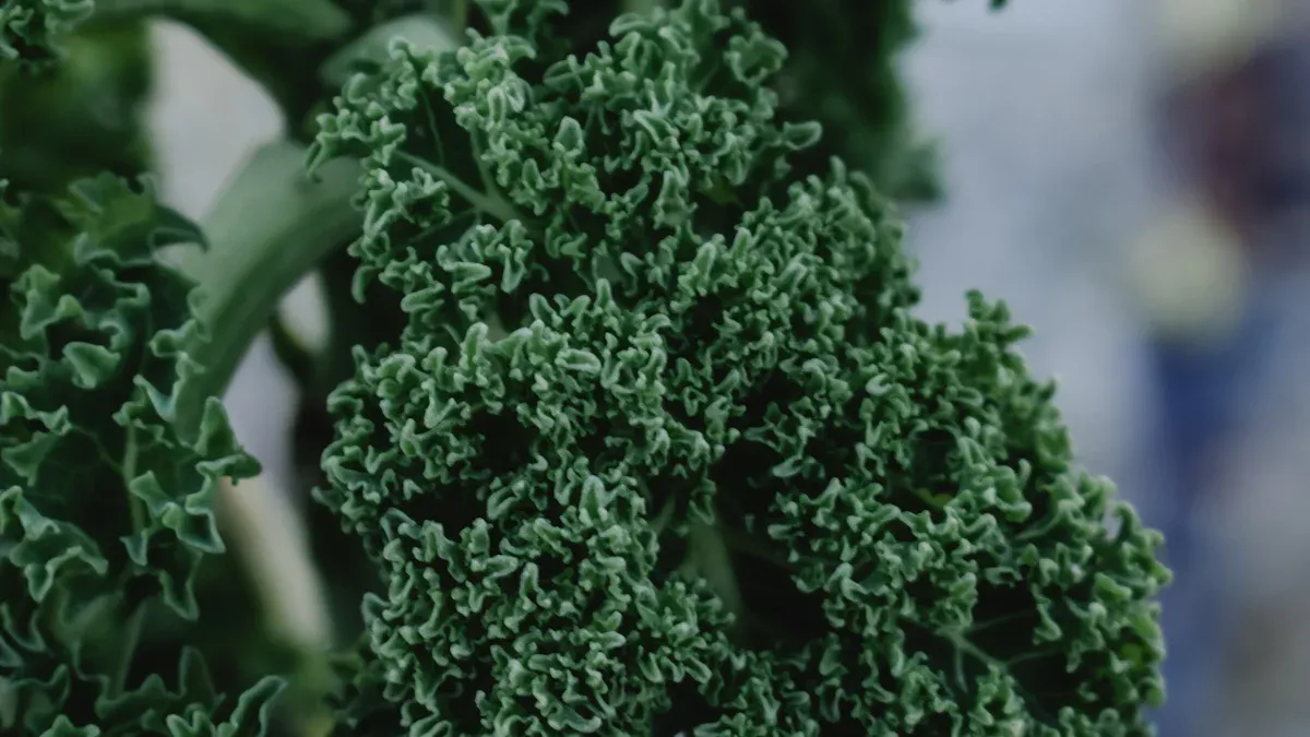15 Best Kale Companion Plants for a Thriving Garden