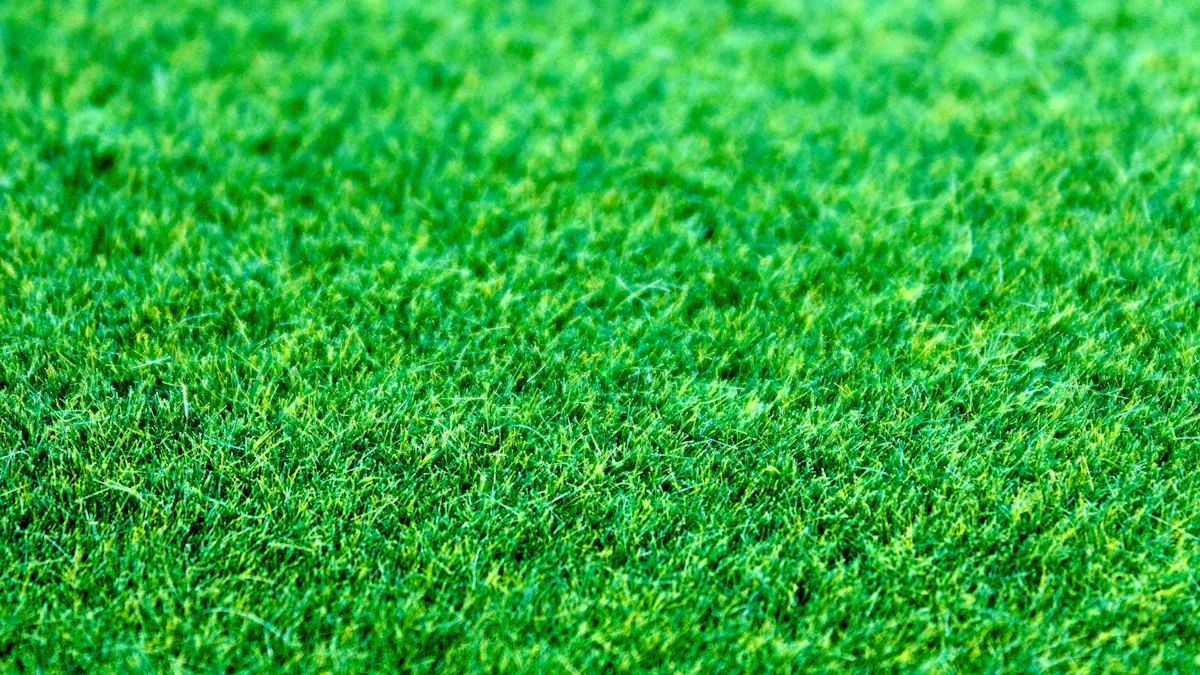 Understanding Bermudagrass