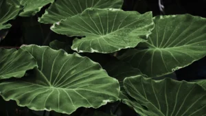 Different Types of Colocasia Plants: A Complete Guide to Unique Varieties