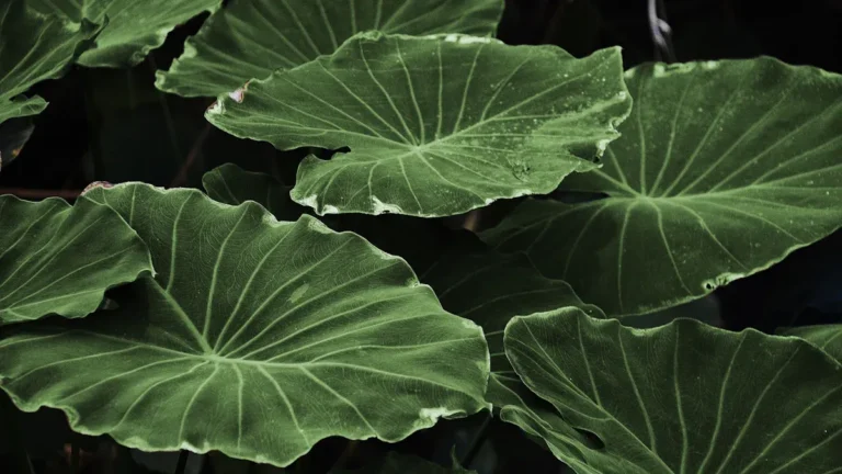 Different Types of Colocasia Plants: A Complete Guide to Unique Varieties