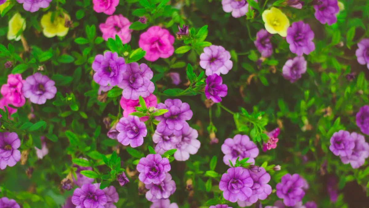 How to Propagate Calibrachoa Plant