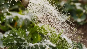 Optimizing Watering Schedules for Plants: The Role of Observation and Care