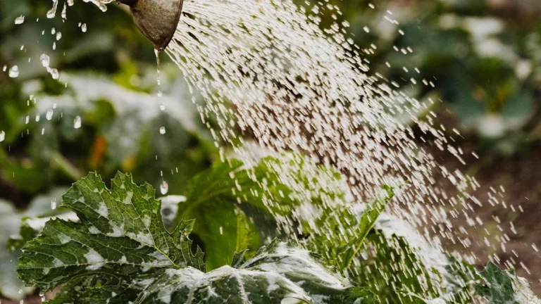 Optimizing Watering Schedules for Plants: The Role of Observation and Care