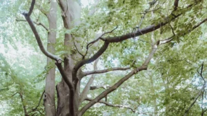 Fertilizing Pin Oak Trees: Best Practices for Healthier Trees