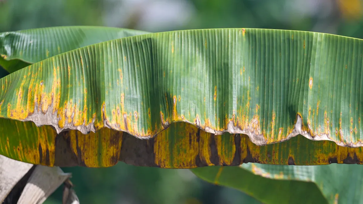 Causes of Brown Spots