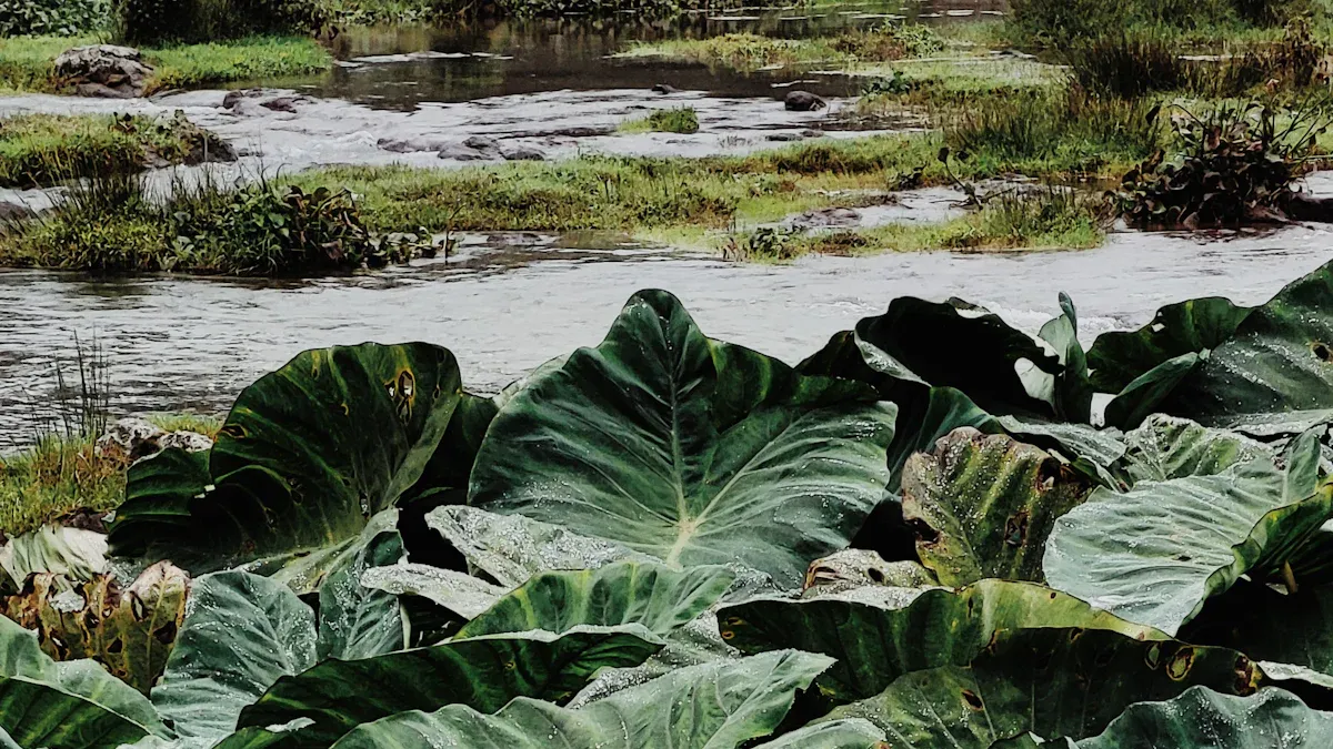 Different Types of Colocasia Varieties