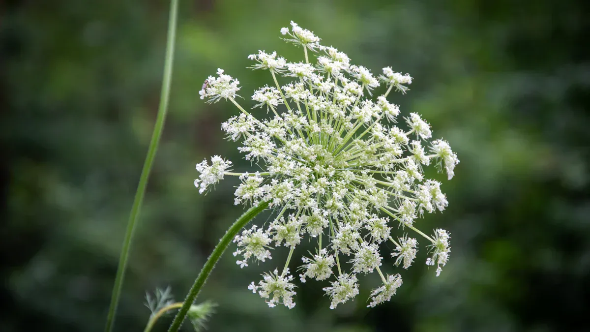 Dropwort Characteristics