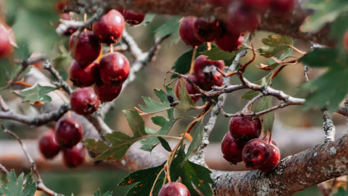 Hawthorn Growth Rate