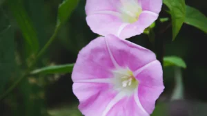 What’s Causing My Morning Glory Plant to Die?