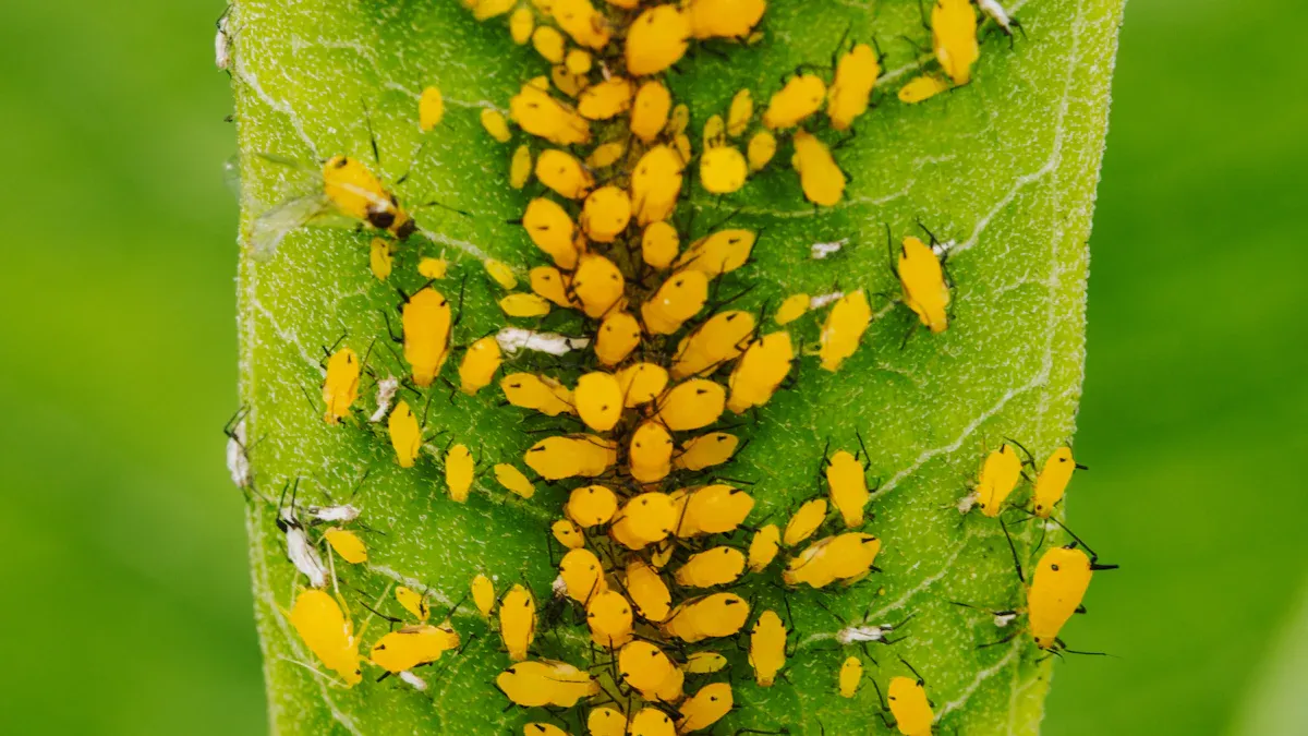 Treatment Solutions to Get Rid of Aphids