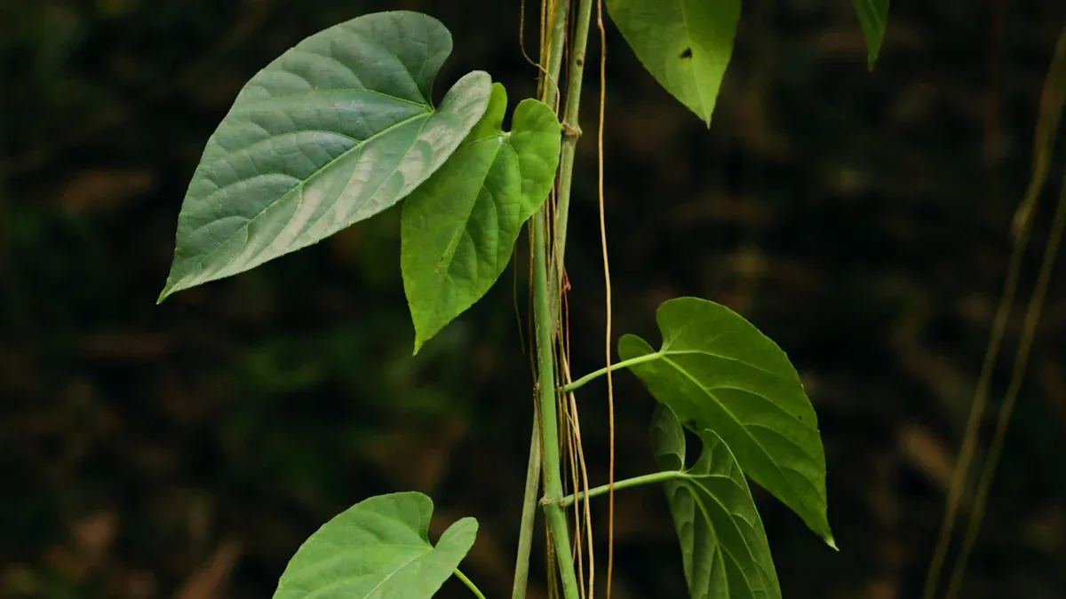 Functions of Roots and Stems