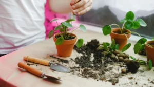 How to Propagate Euonymus Plants the Right Way