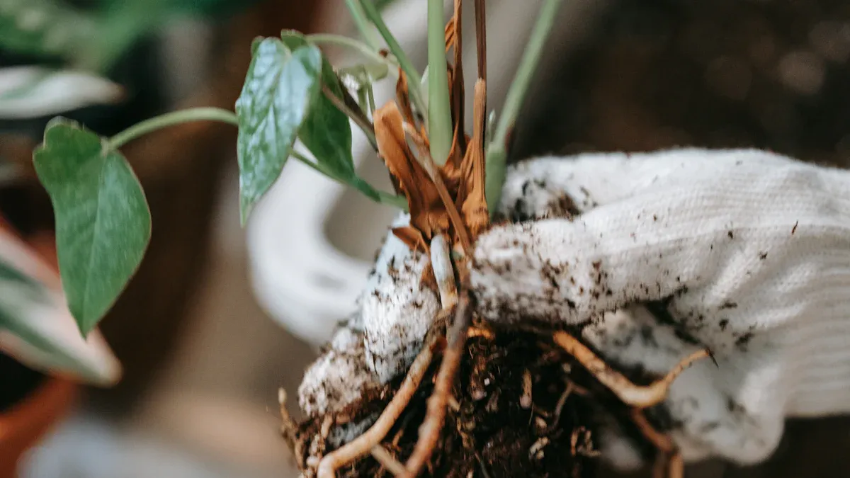 An In-Depth Look at Cleome Plant Roots and Stems: Understanding Their Growth