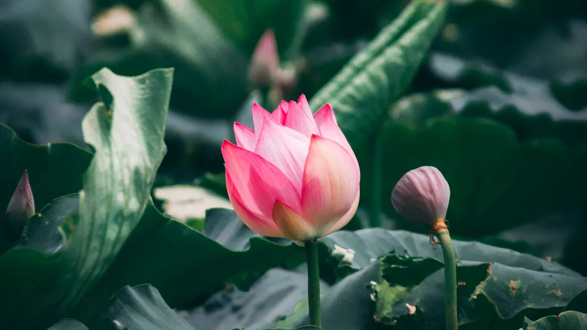 Lotus Varieties
