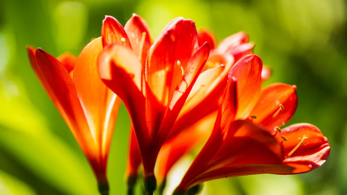 How to Get Rid of Mealybugs on Clivia Plant