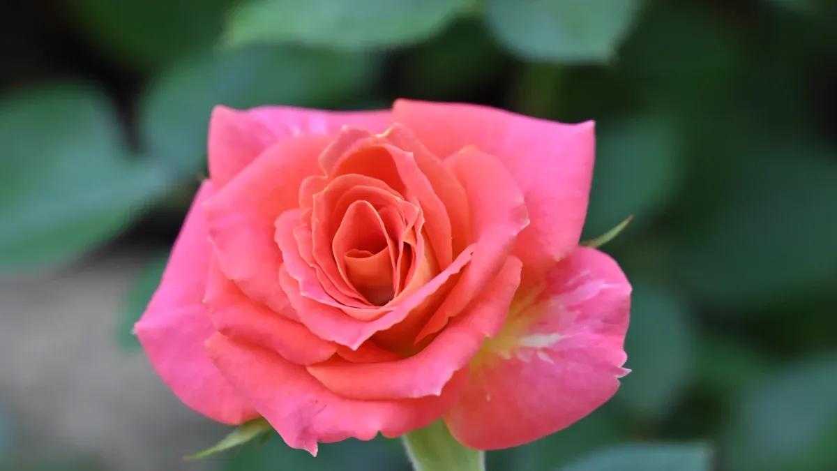How to Cut Back Overgrown Roses for Better Blooms: Pruning Tips for Healthier Plants