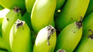 What’s Causing My Cavendish Banana Plant to Die?