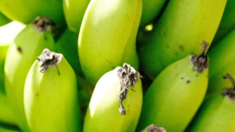 What’s Causing My Cavendish Banana Plant to Die?