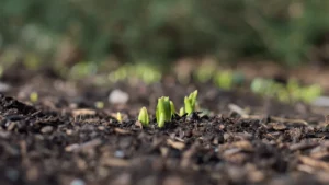 Speed Up Seed Germination
