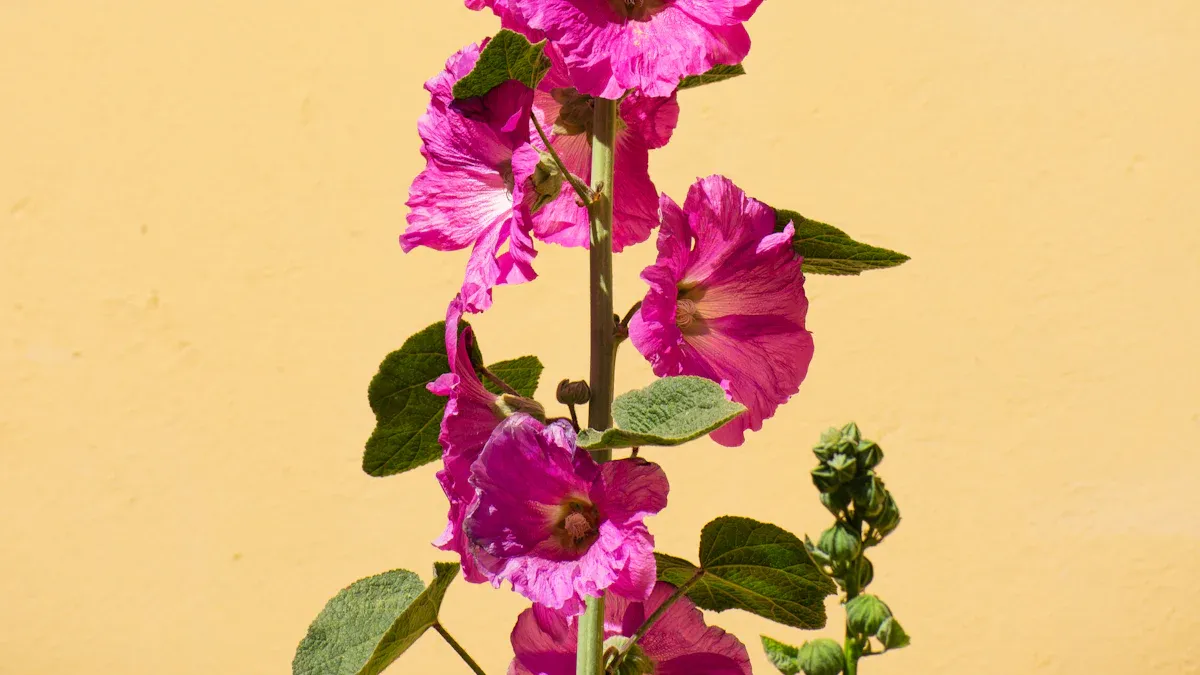 Hollyhock Stems