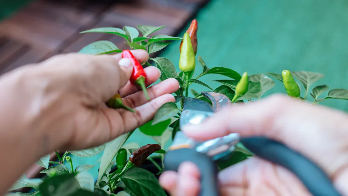 Tools to Trim Lipstick Plant
