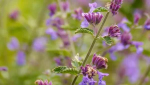 Best Time to Transplant Salvia Plants: Timing Tips for Optimal Health