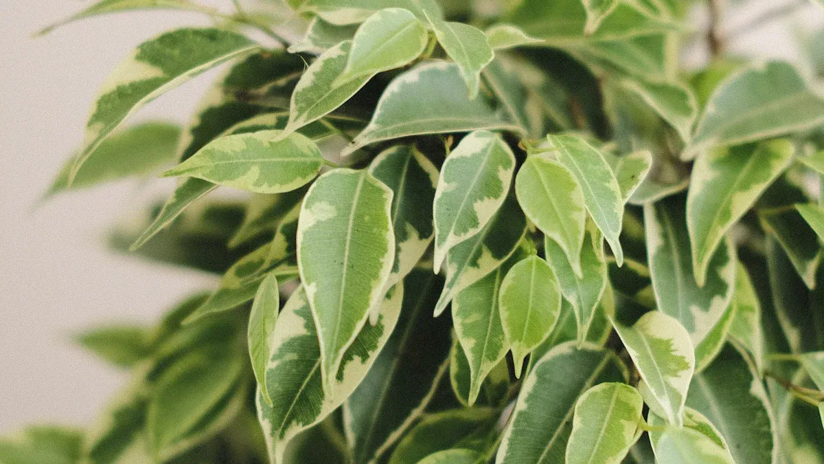 Types of Ficus Trees: Varieties & Indoor Care
