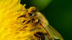 The Role of Insects in the Plant Reproductive Cycle