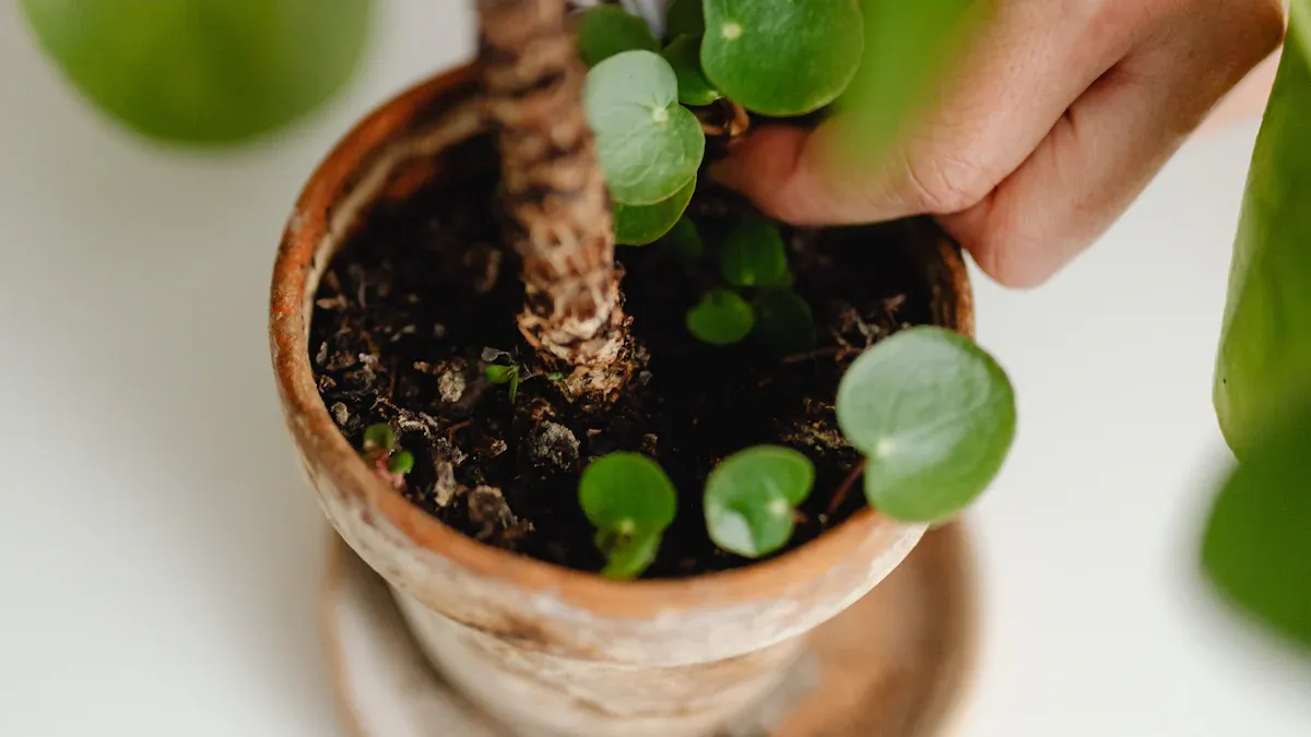 Rescue Your Norfolk Pine: Effective Techniques