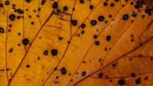 How to Identify and Treat Common Loquat Plant Diseases