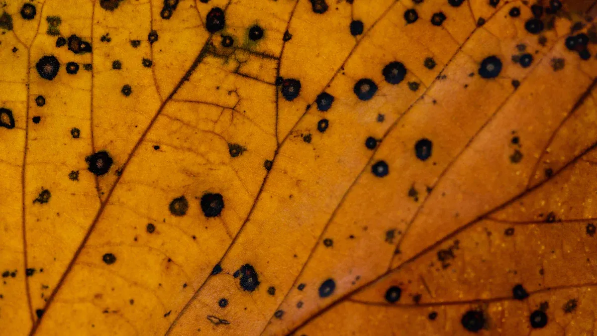 How to Identify and Treat Common Loquat Plant Diseases