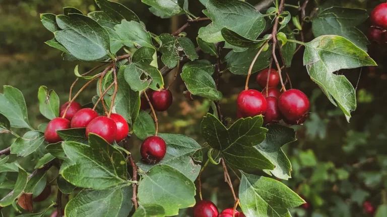 How Quickly Does Hawthorn Plant Grow?