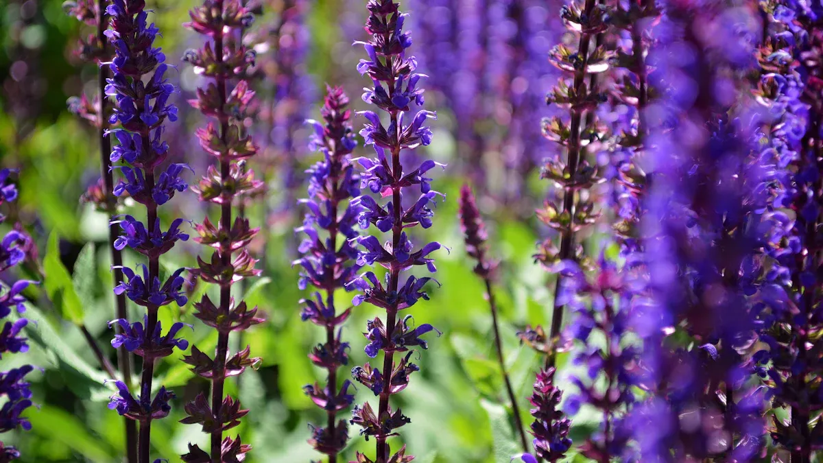 Recommended Space to Leave for Salvia