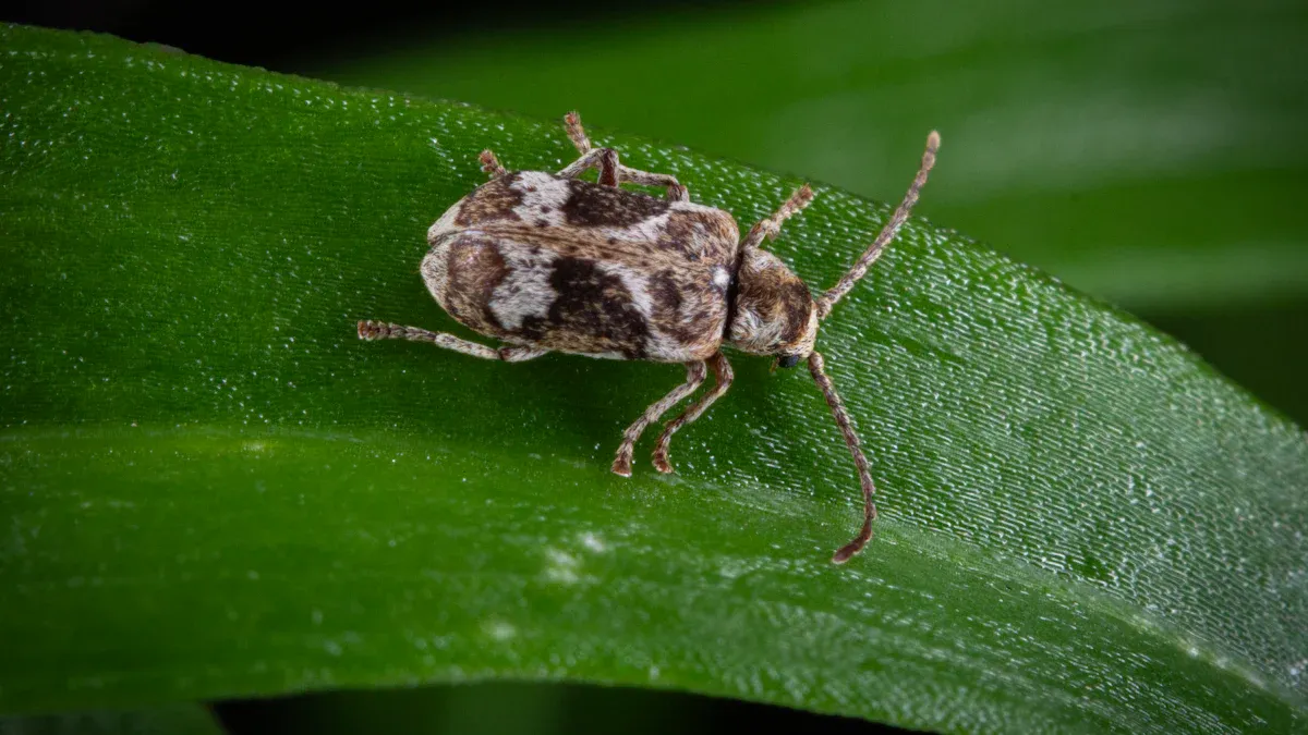 Identifying Insects on Rosemary