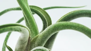 How to Care for Air Plants