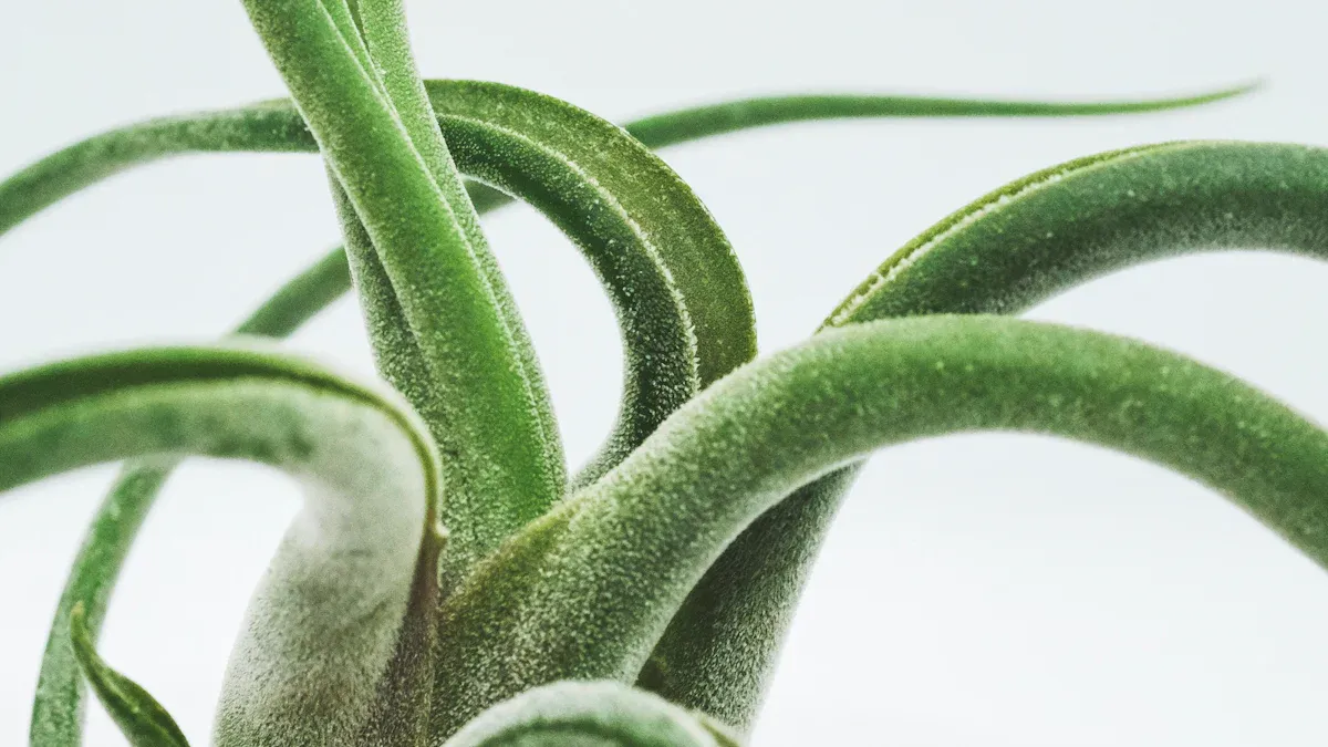 How to Care for Air Plants