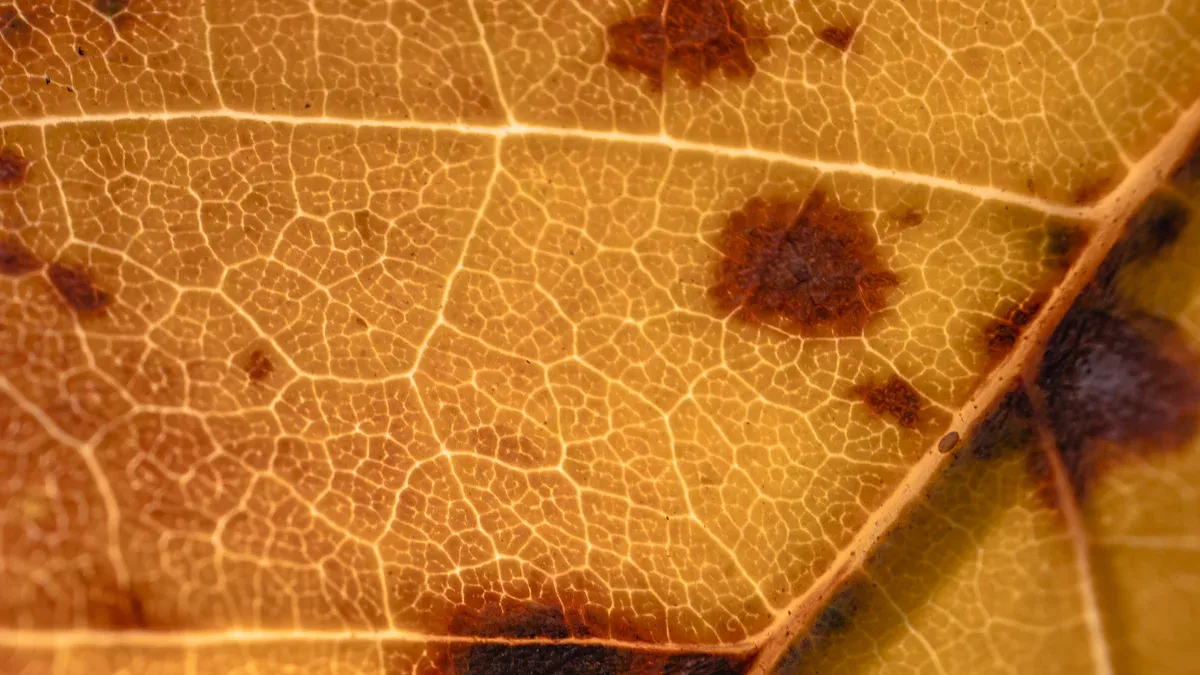 Causes of Brown Spots