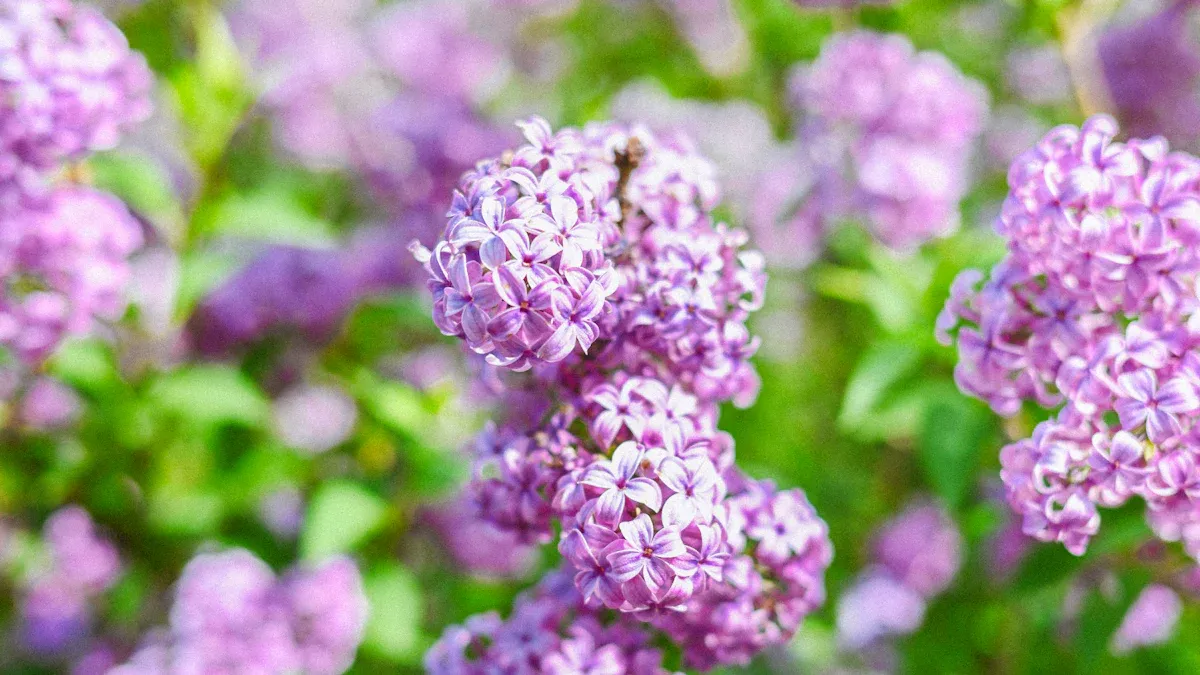 Pruning Lilacs for Healthy Growth