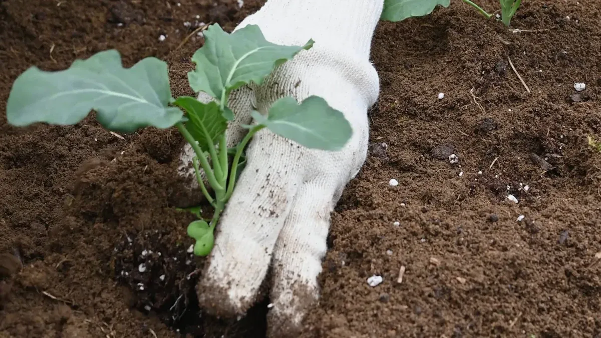 Soil Quality and Nutrients