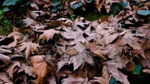 Smart Ways to Use Fallen Leaves in Your Garden