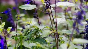 How Much Space to Leave Between Each Salvia Plant