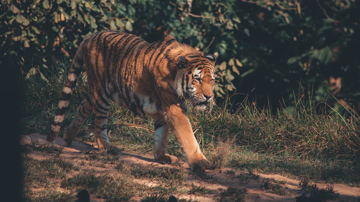 Importance of Top Predators