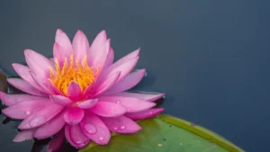 Guide to Growing Lotus Plant in a Pot: Tips for Thriving Container Gardens