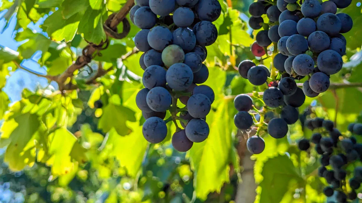 Edible Climbing Vines and Fruits