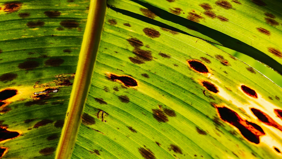 Sunburn on Split Rock Plant